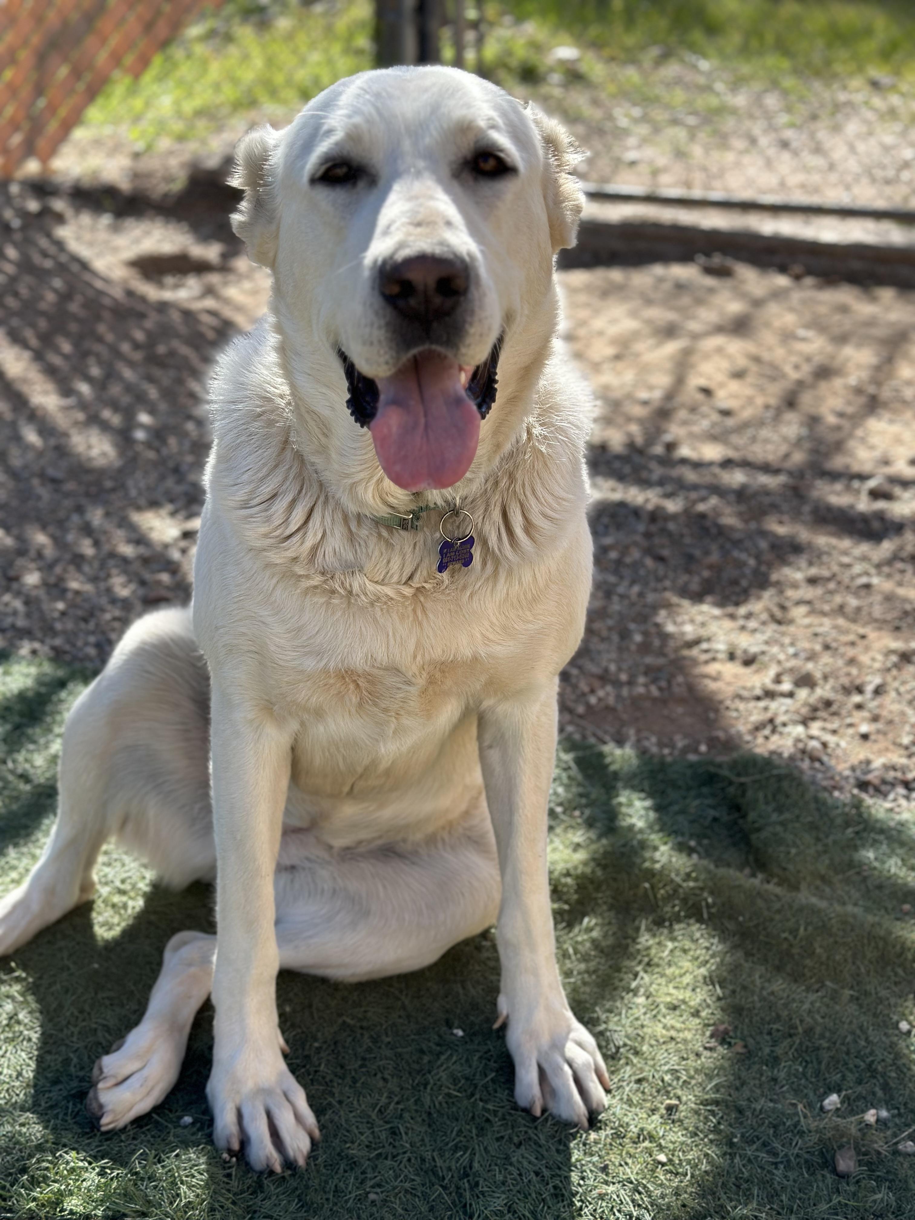 Enlarge Bonny, a Adoptable Great Pyrenees in Agua Dulce, CA image 2/4