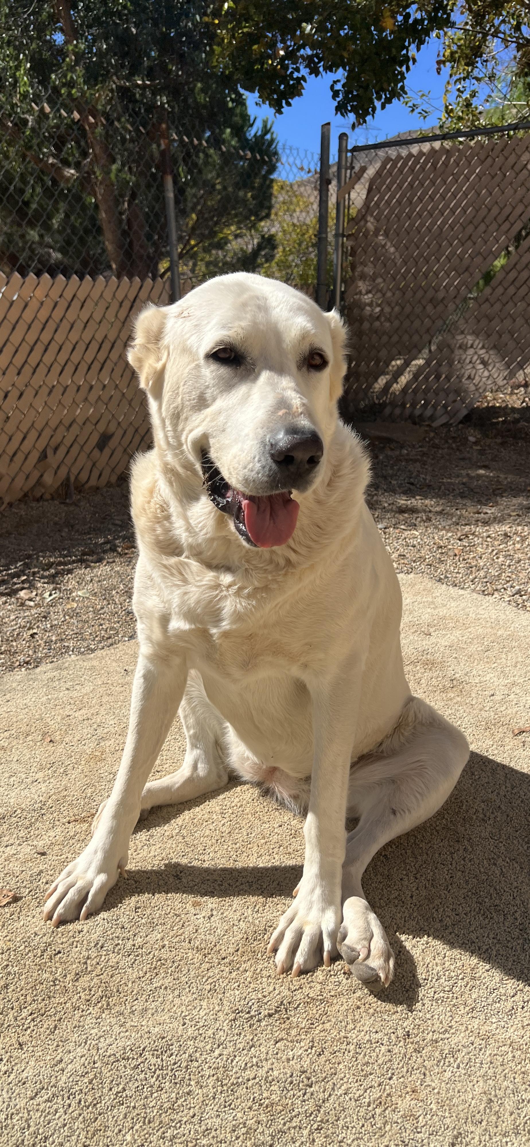 Bonny, a Adoptable Great Pyrenees in Agua Dulce, CA image 2/4