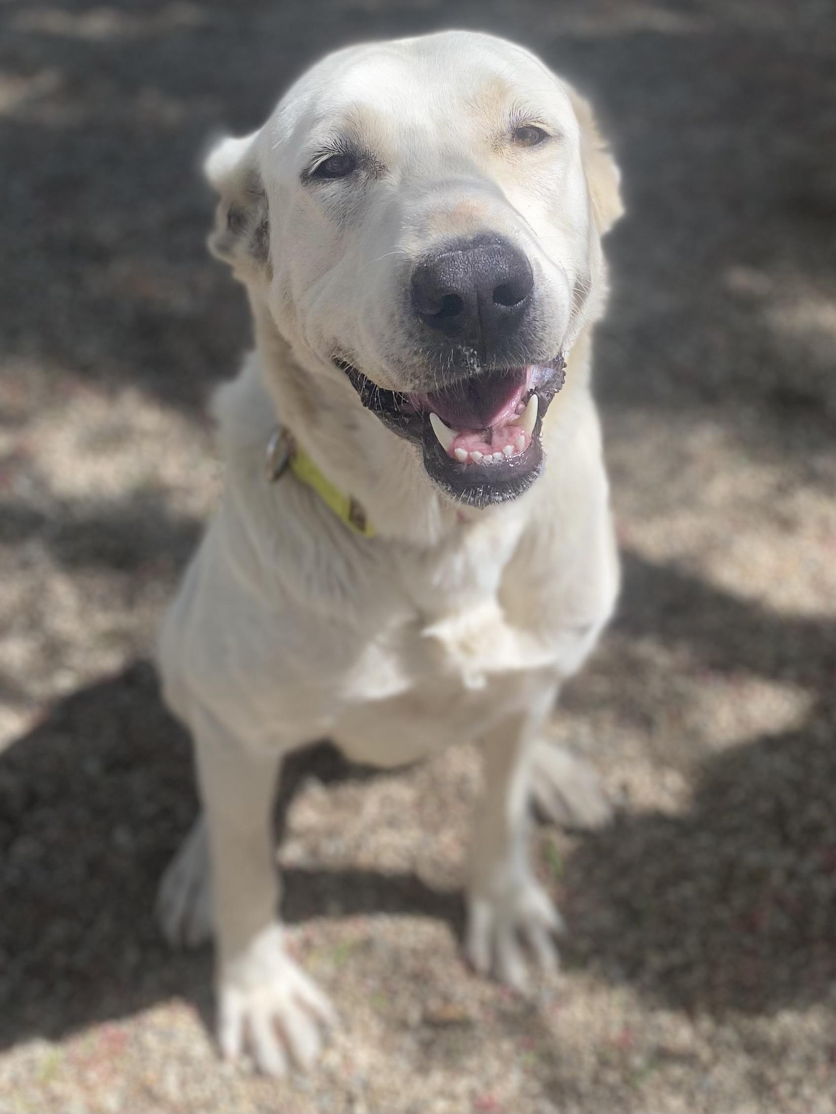 Bonny, a Adoptable Great Pyrenees in Agua Dulce, CA image 3/4