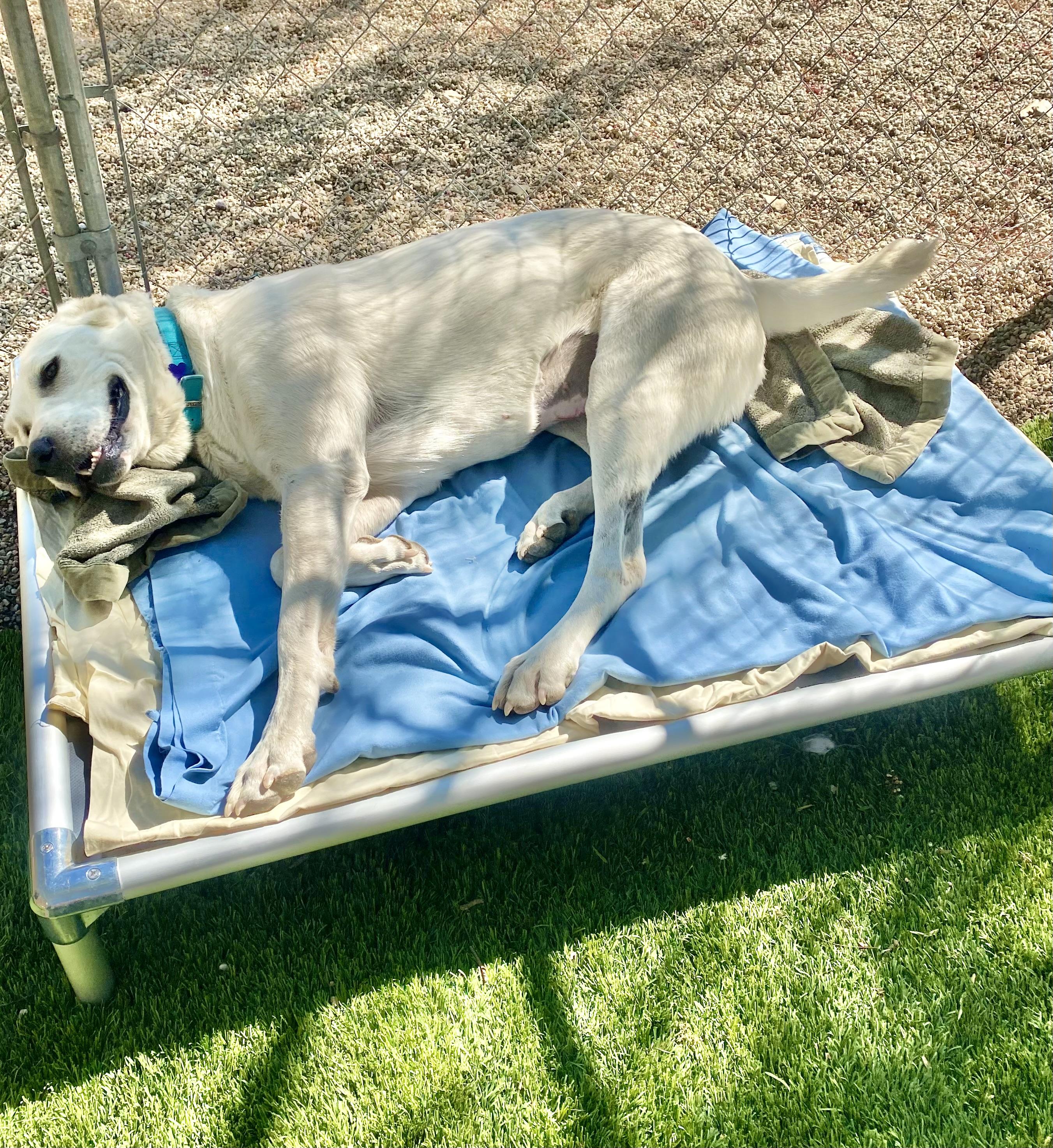 Bonny, a Adoptable Great Pyrenees in Agua Dulce, CA image 4/4