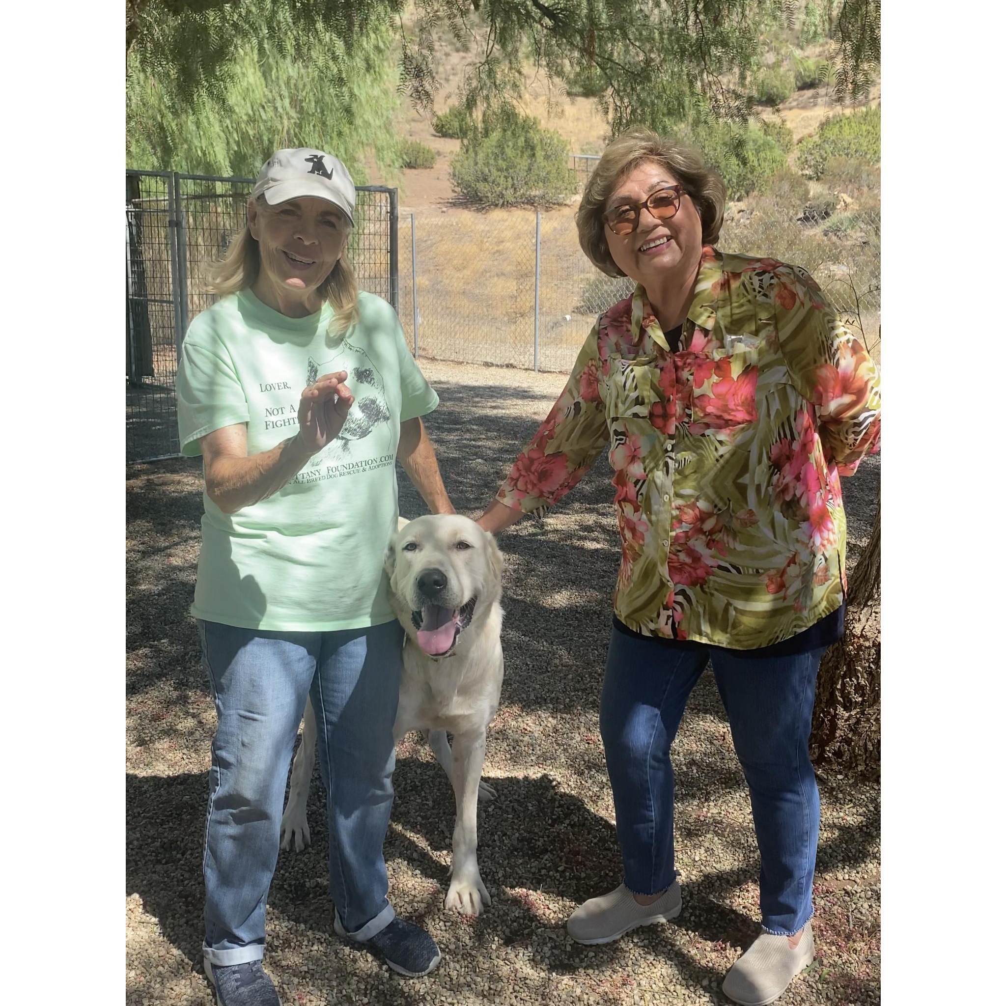 Enlarge Bonny, a Adoptable Great Pyrenees in Agua Dulce, CA image 3/4