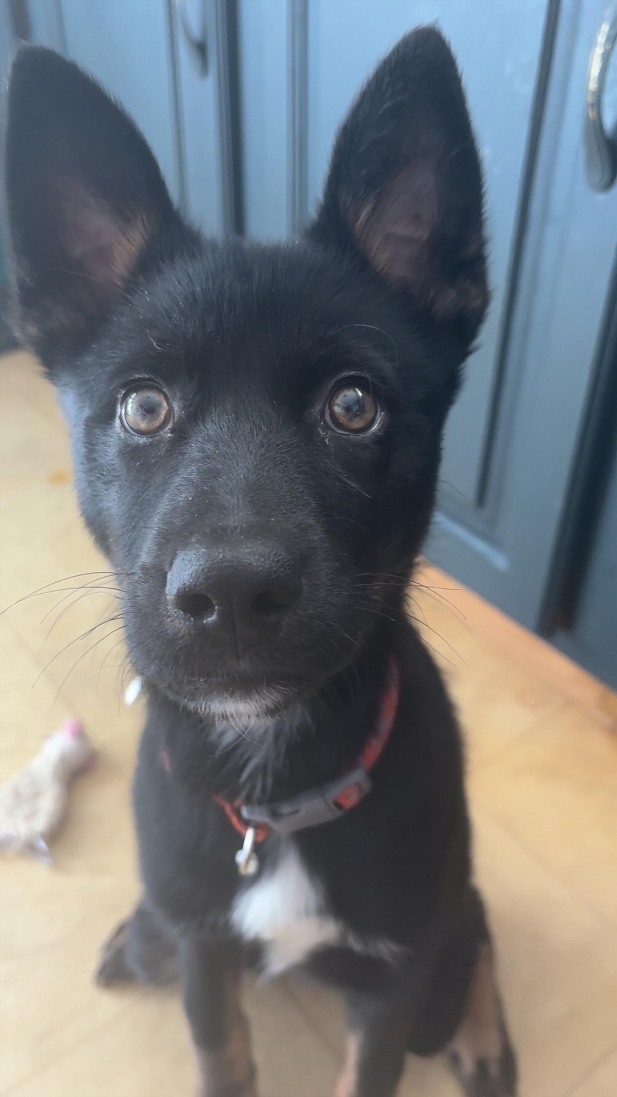 Clove, Adoptable, Puppy Female Shepherd.