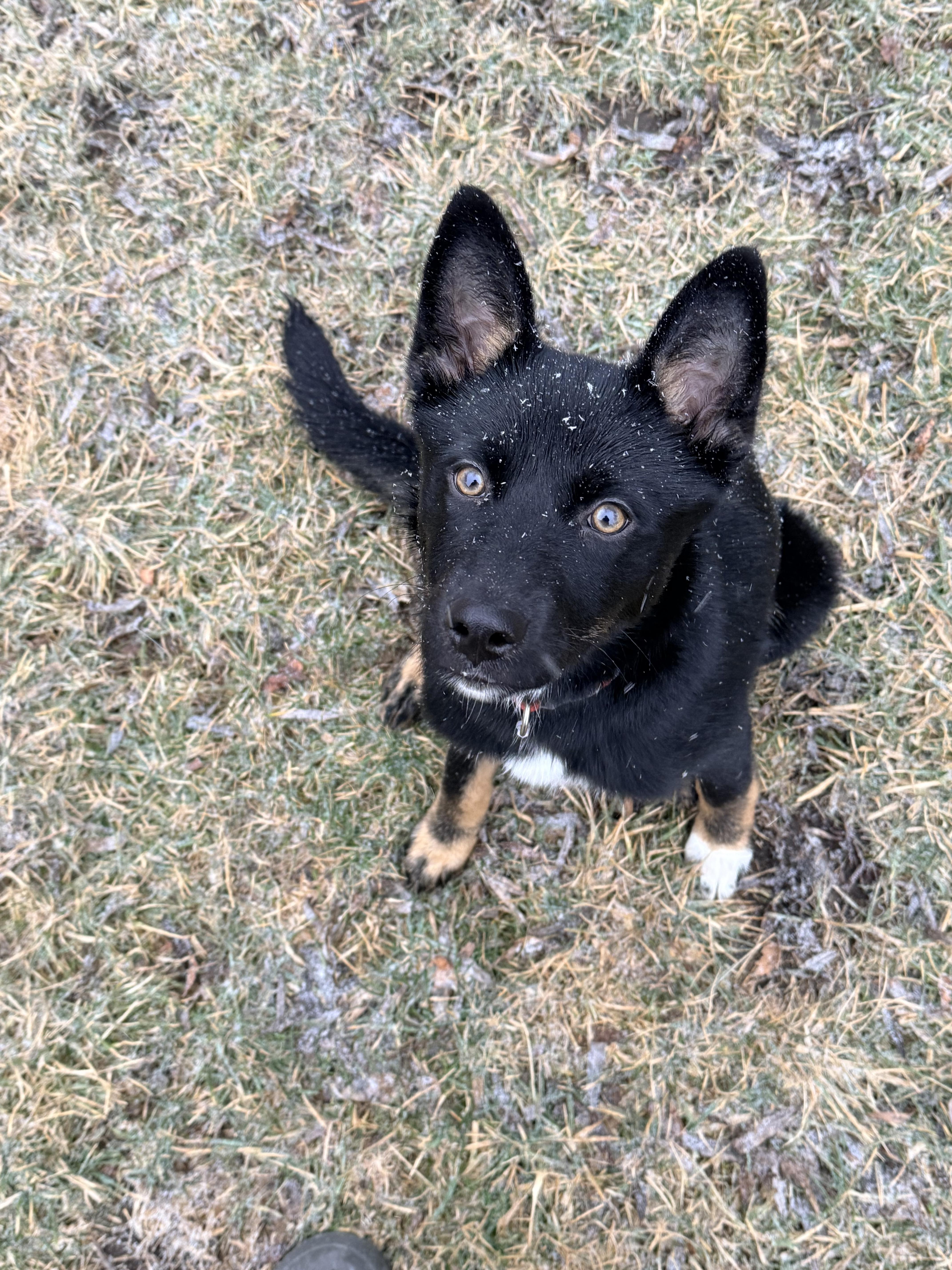 Enlarge Clove, a Adoptable mixed breed in Crystal Lake, IL image 6/6