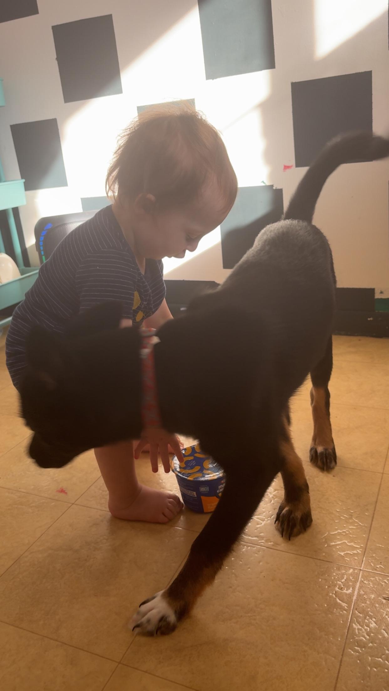 Enlarge Clove, a Adoptable mixed breed in Crystal Lake, IL image 3/6