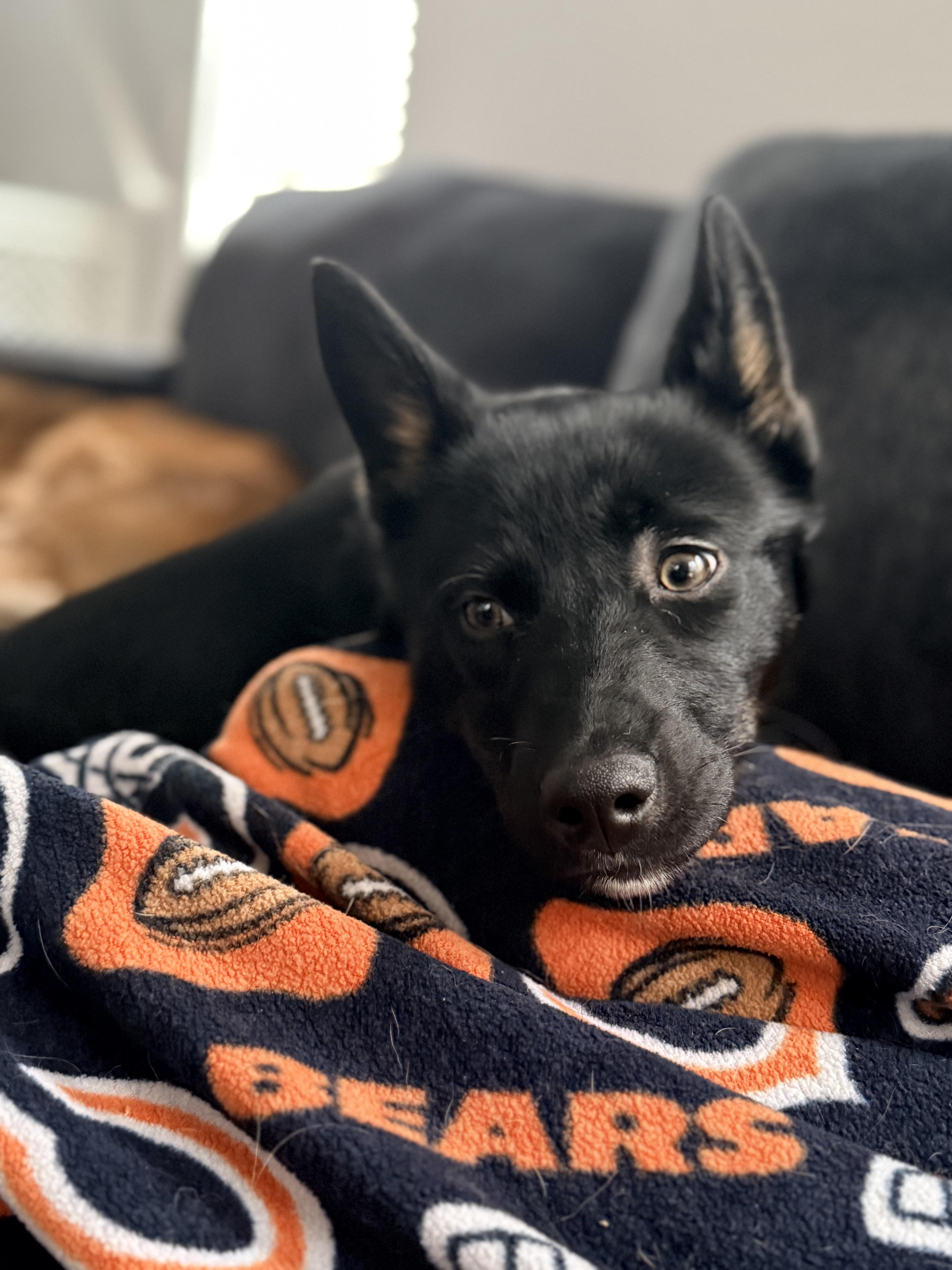 Enlarge Clove, a Adoptable mixed breed in Crystal Lake, IL image 5/6