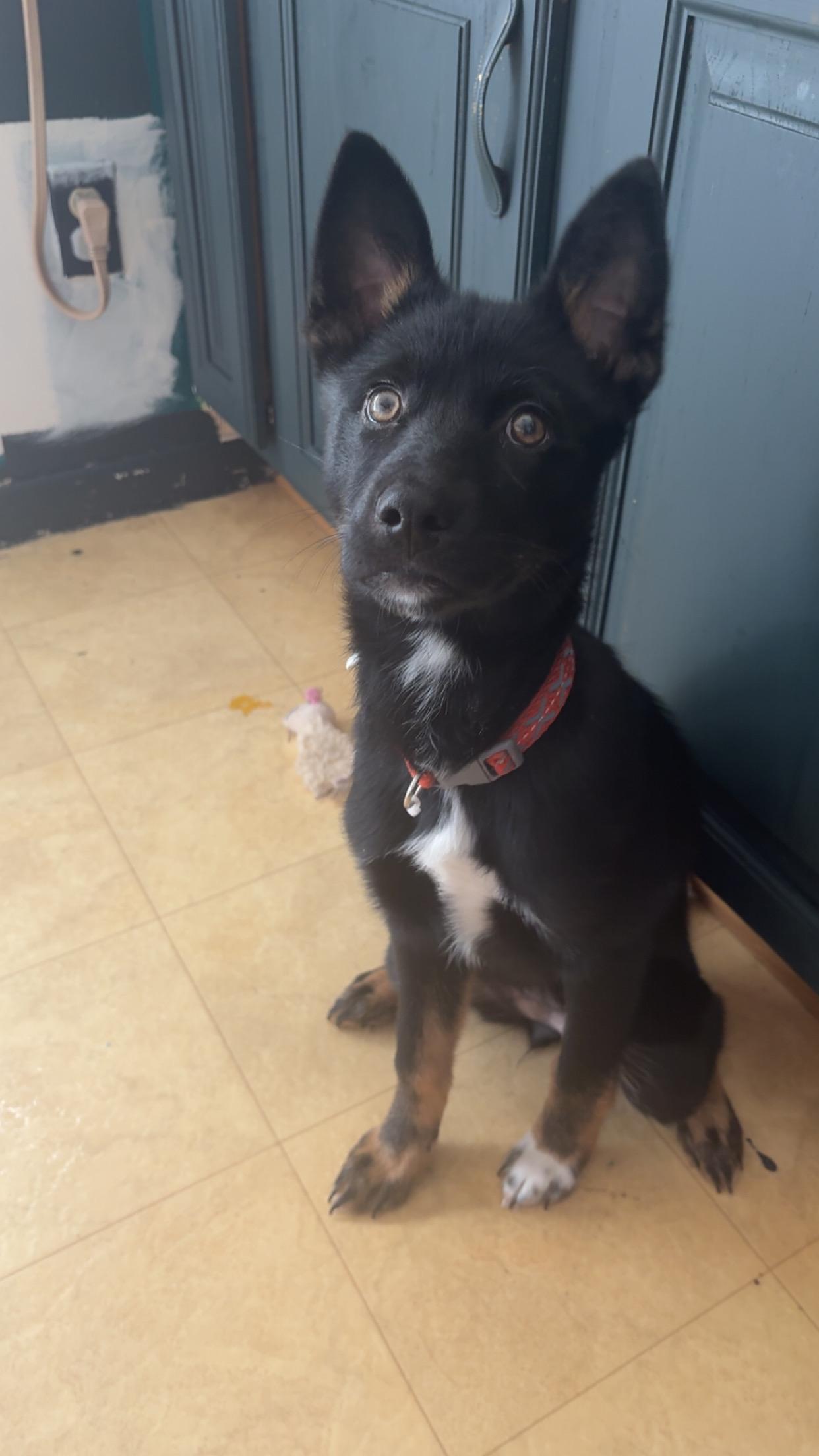 Enlarge Clove, a Adoptable mixed breed in Crystal Lake, IL image 2/6