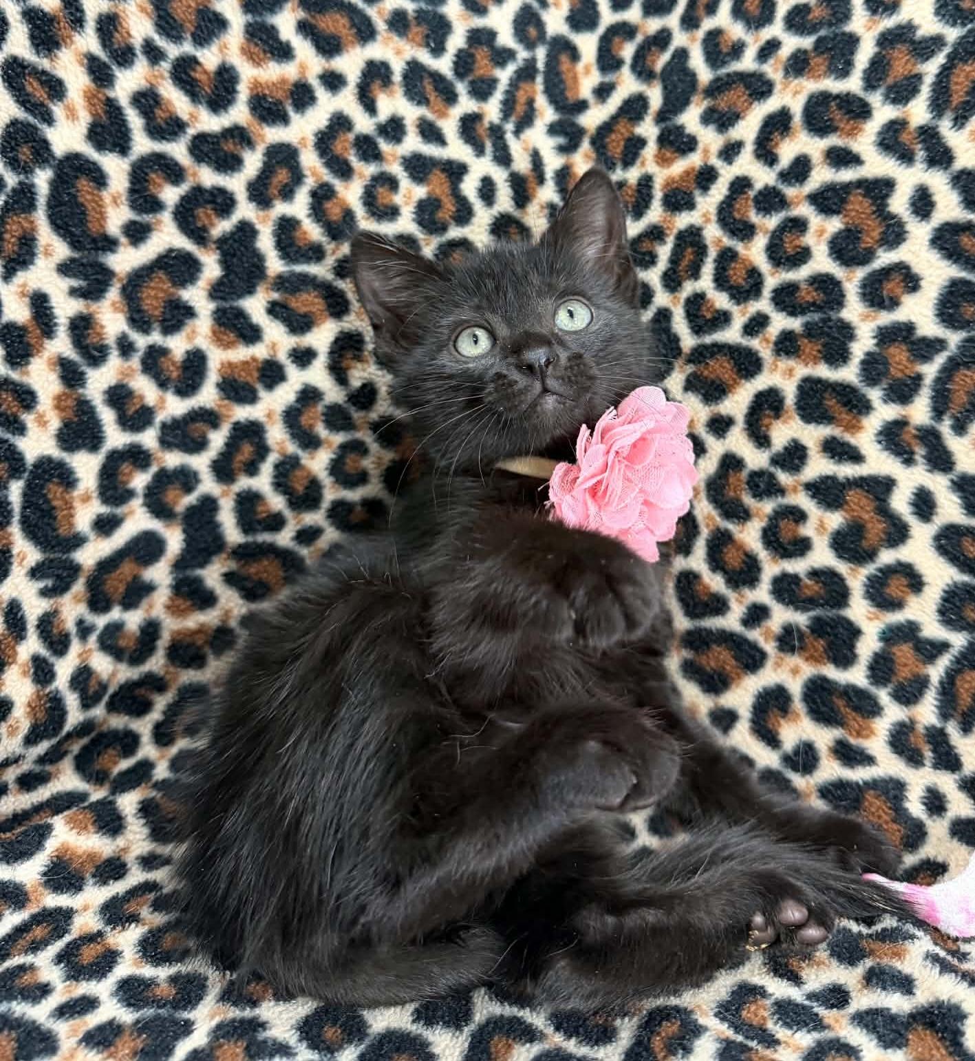 Clair, adopted, Kitten Female Domestic Short Hair.