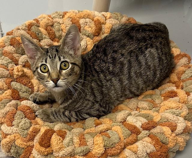 Enlarge Jade, a Adopted Tabby in West Hills, CA image 1/3