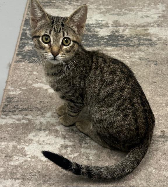 Enlarge Jade, a Adopted Tabby in West Hills, CA image 2/3