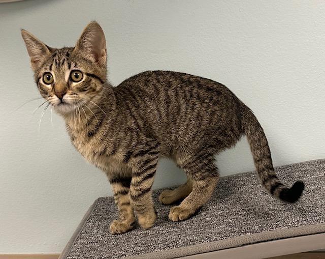 Enlarge Jade, a Adopted Tabby in West Hills, CA image 3/3