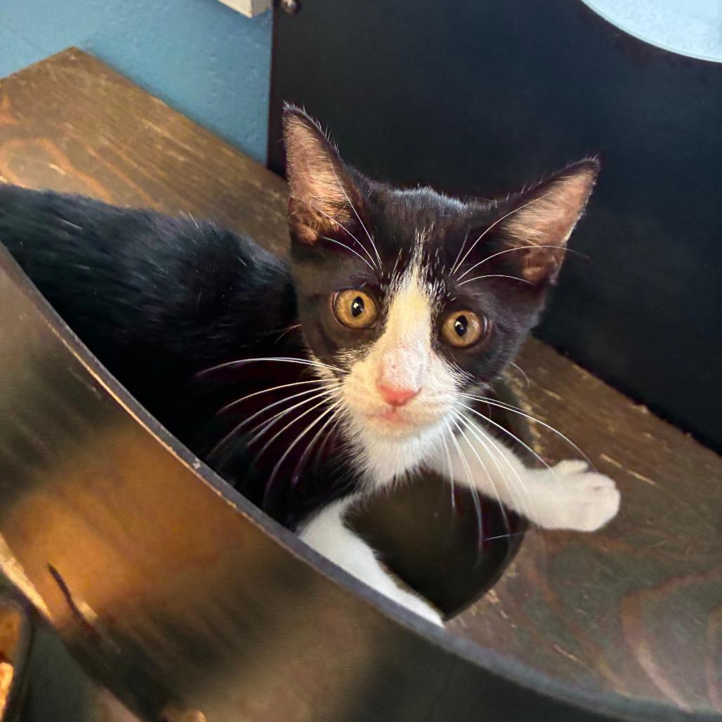 Glenda, Adoptable, Kitten Female Domestic Short Hair.