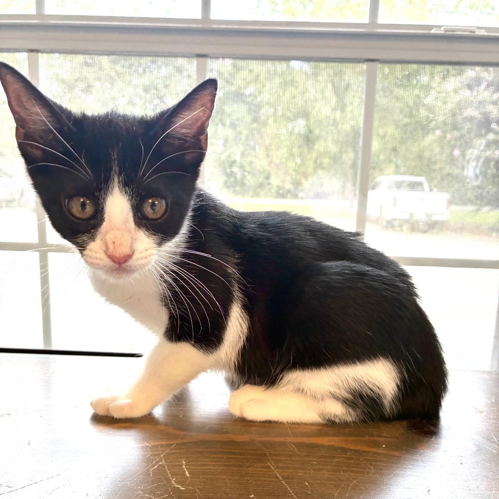 Enlarge Glenda, a Adoptable Domestic Short Hair in Carencro, LA image 2/4