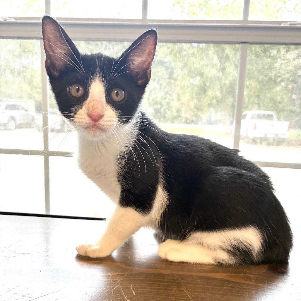Enlarge Glenda, a Adoptable Domestic Short Hair in Carencro, LA image 3/4