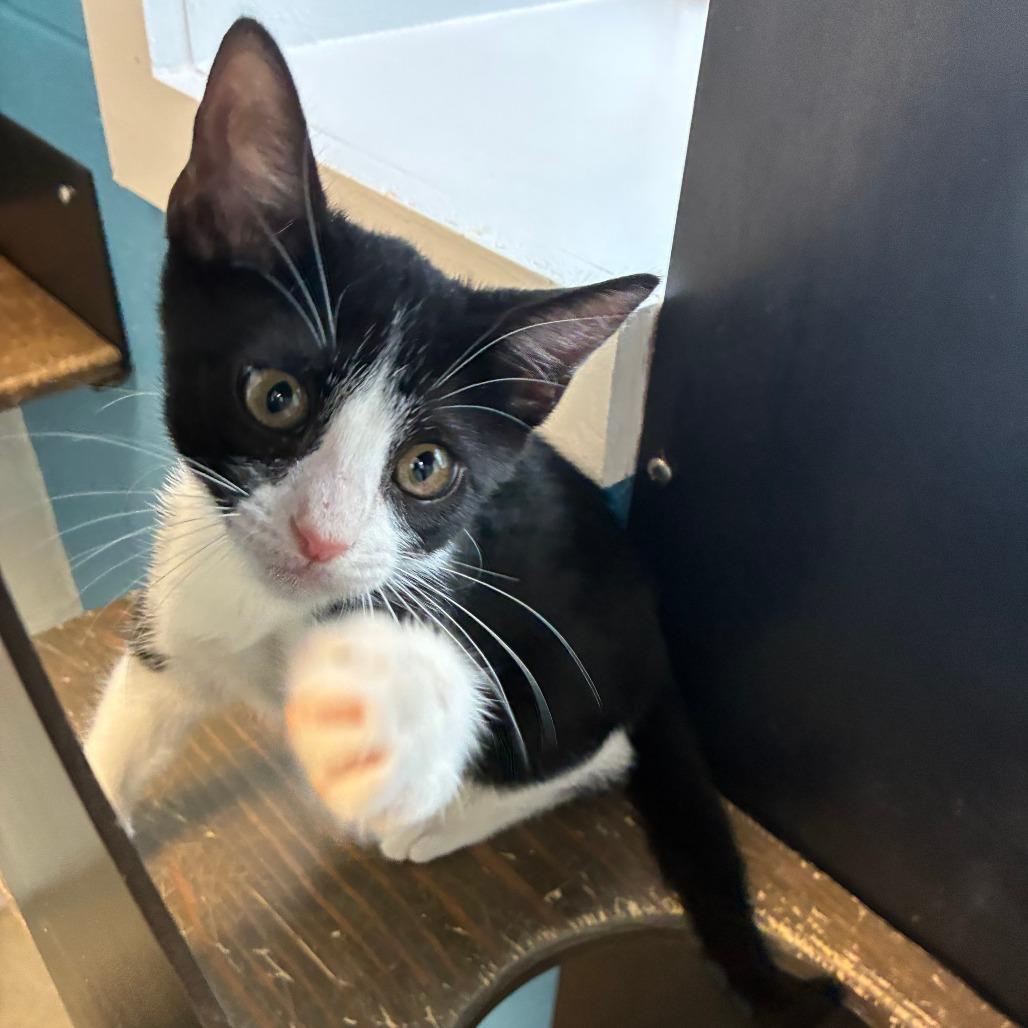 Enlarge Glenda, a Adoptable Domestic Short Hair in Carencro, LA image 4/4