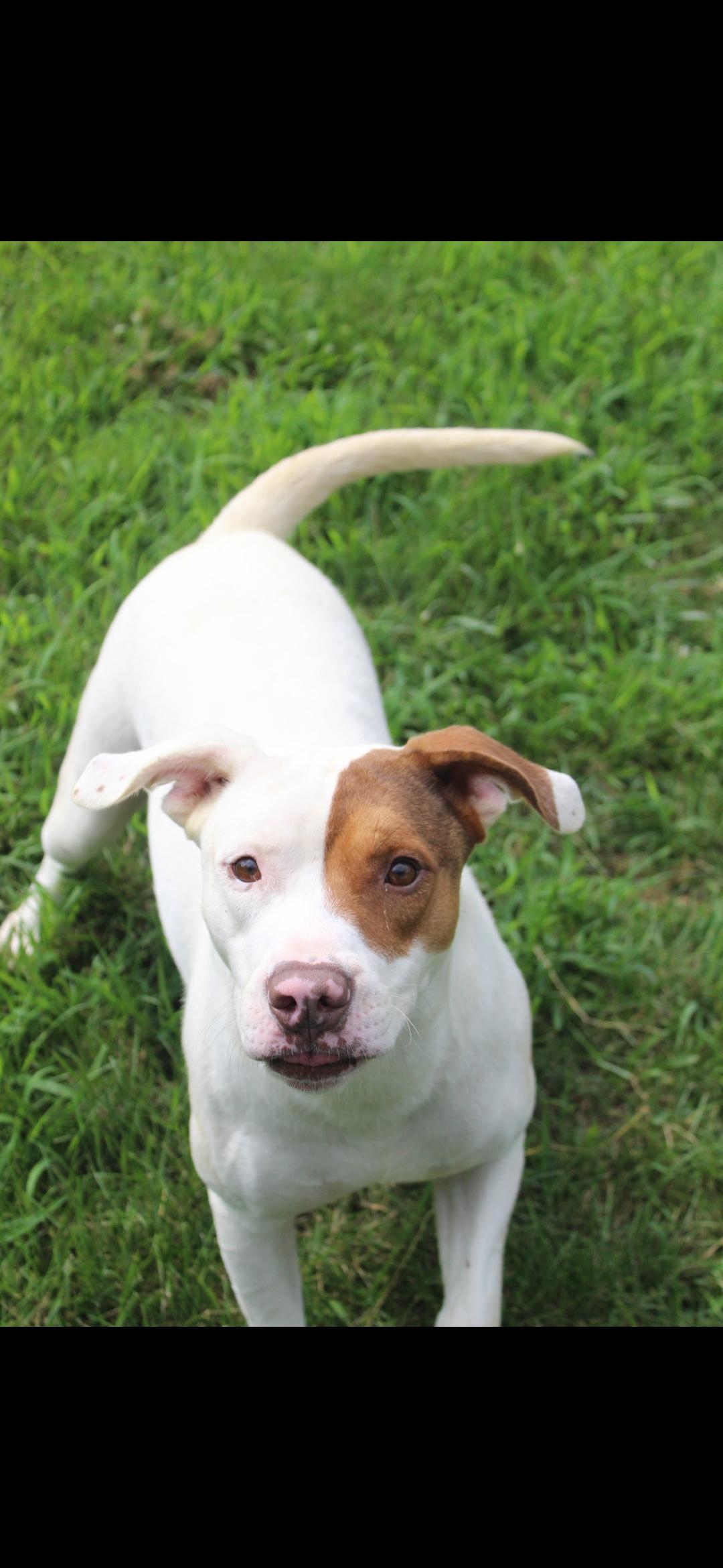 Patrick, Adoptable, Adult Male Pit Bull Terrier.