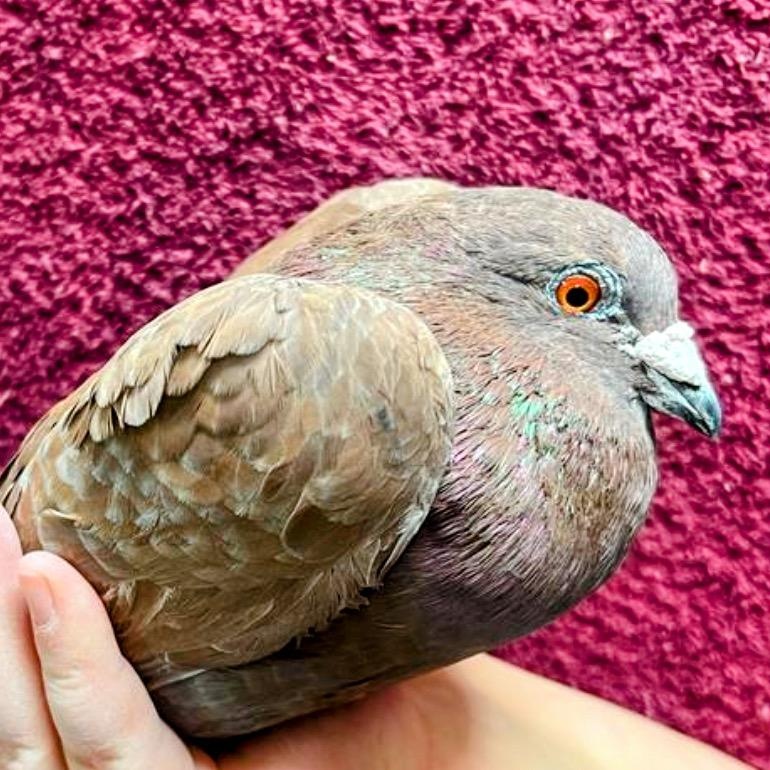 Clove, Adoptable, Senior Unknown Pigeon.