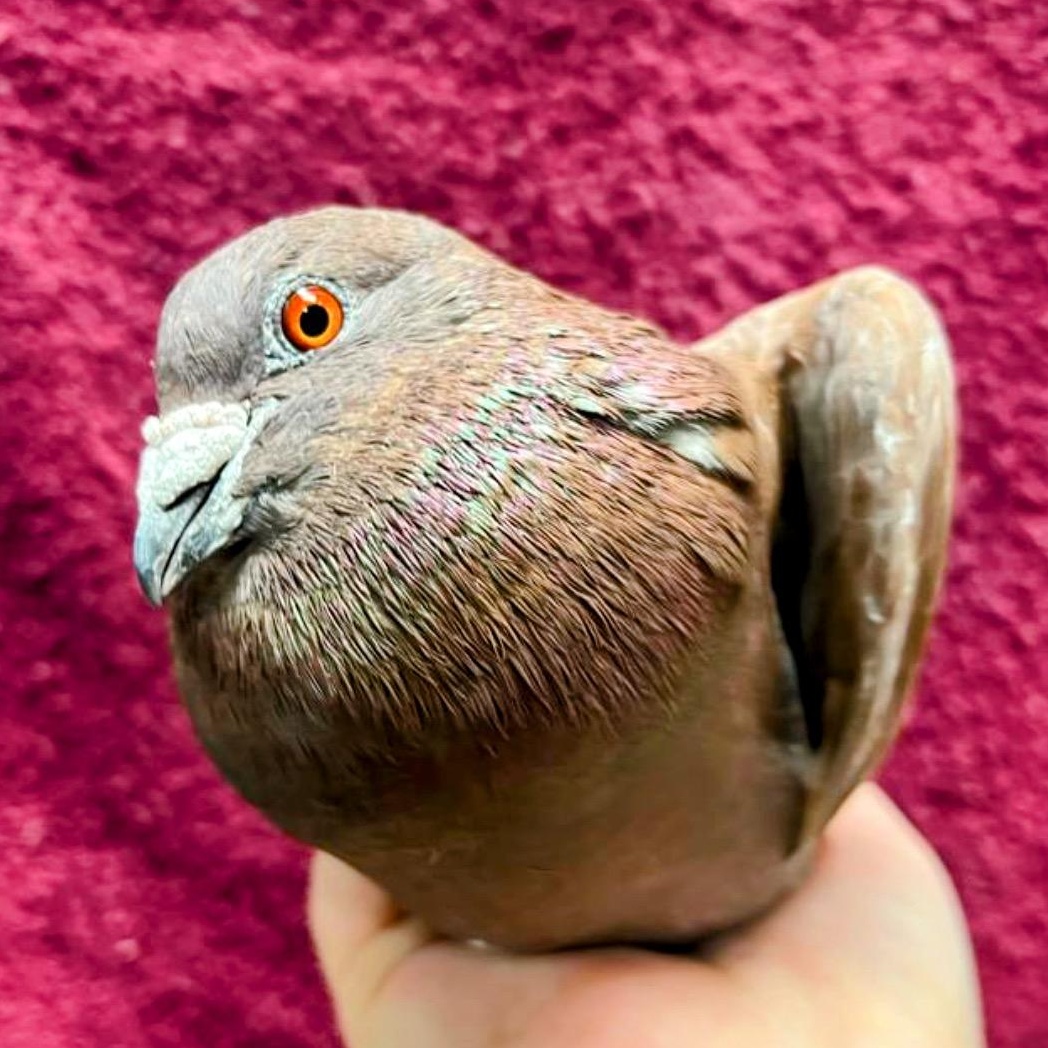 Clove, a Adoptable Pigeon in Chicago, IL image 2/3
