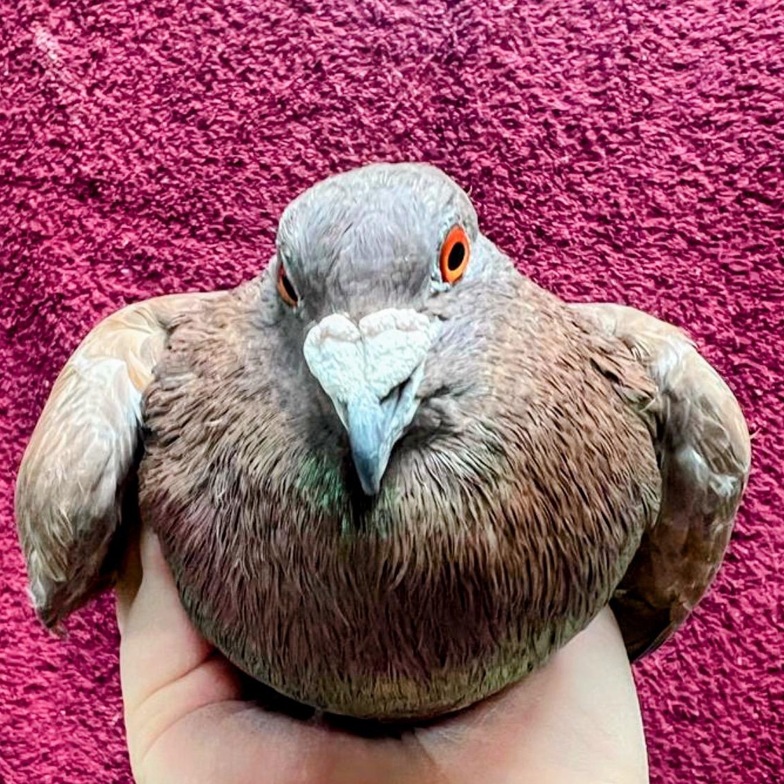 Clove, a Adoptable Pigeon in Chicago, IL image 3/3