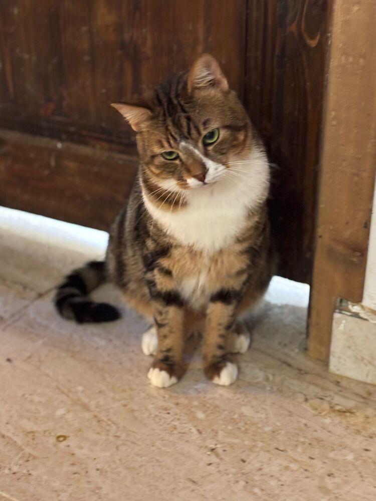 Enlarge Tiger, a Adoptable mixed breed in WOLCOTT, CT image 2/3