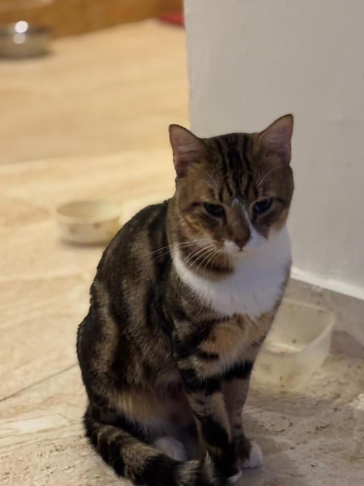 Enlarge Tiger, a Adoptable mixed breed in WOLCOTT, CT image 3/3