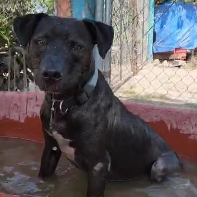 Aaron, Adoptable, Adult Male Pit Bull Terrier.