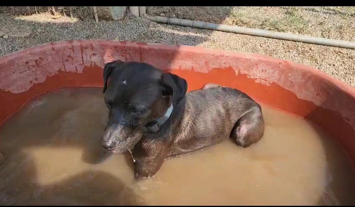 Aaron, a Adoptable mixed breed in EL COLORADO, JAL image 2/6