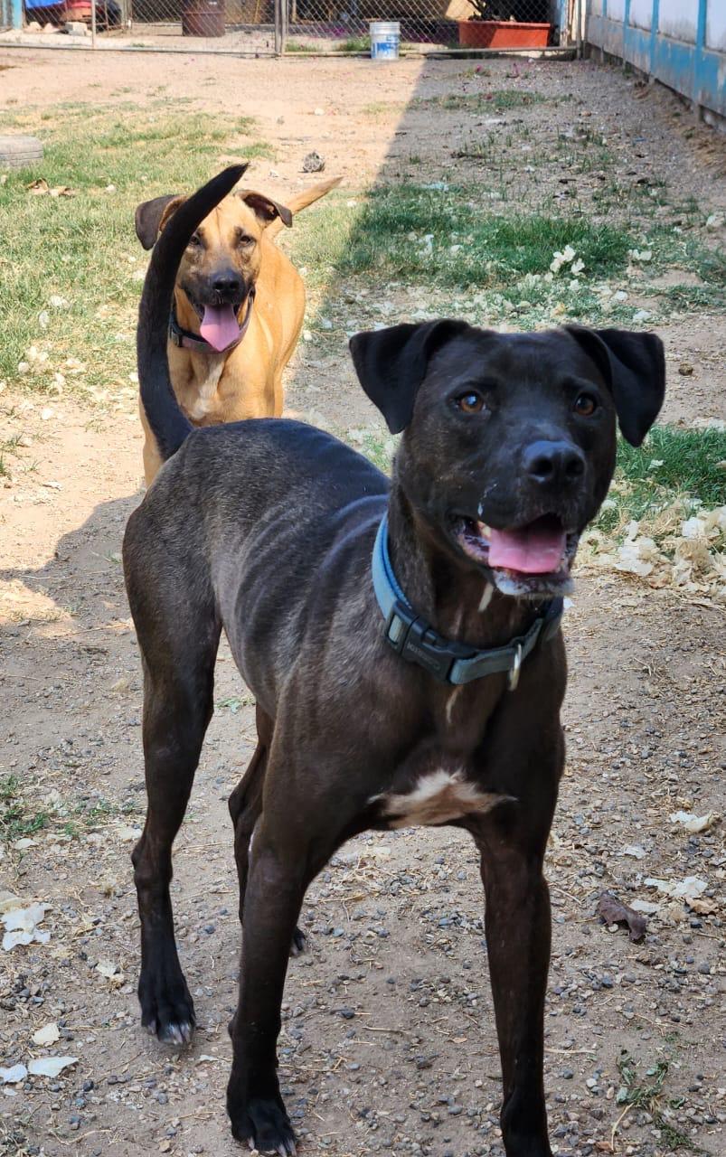 Aaron, an adoptable Pit Bull Terrier in EL COLORADO, JAL, 48265 | Photo Image 2