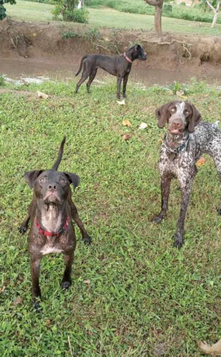 Aaron, a Adoptable mixed breed in EL COLORADO, JAL image 4/6