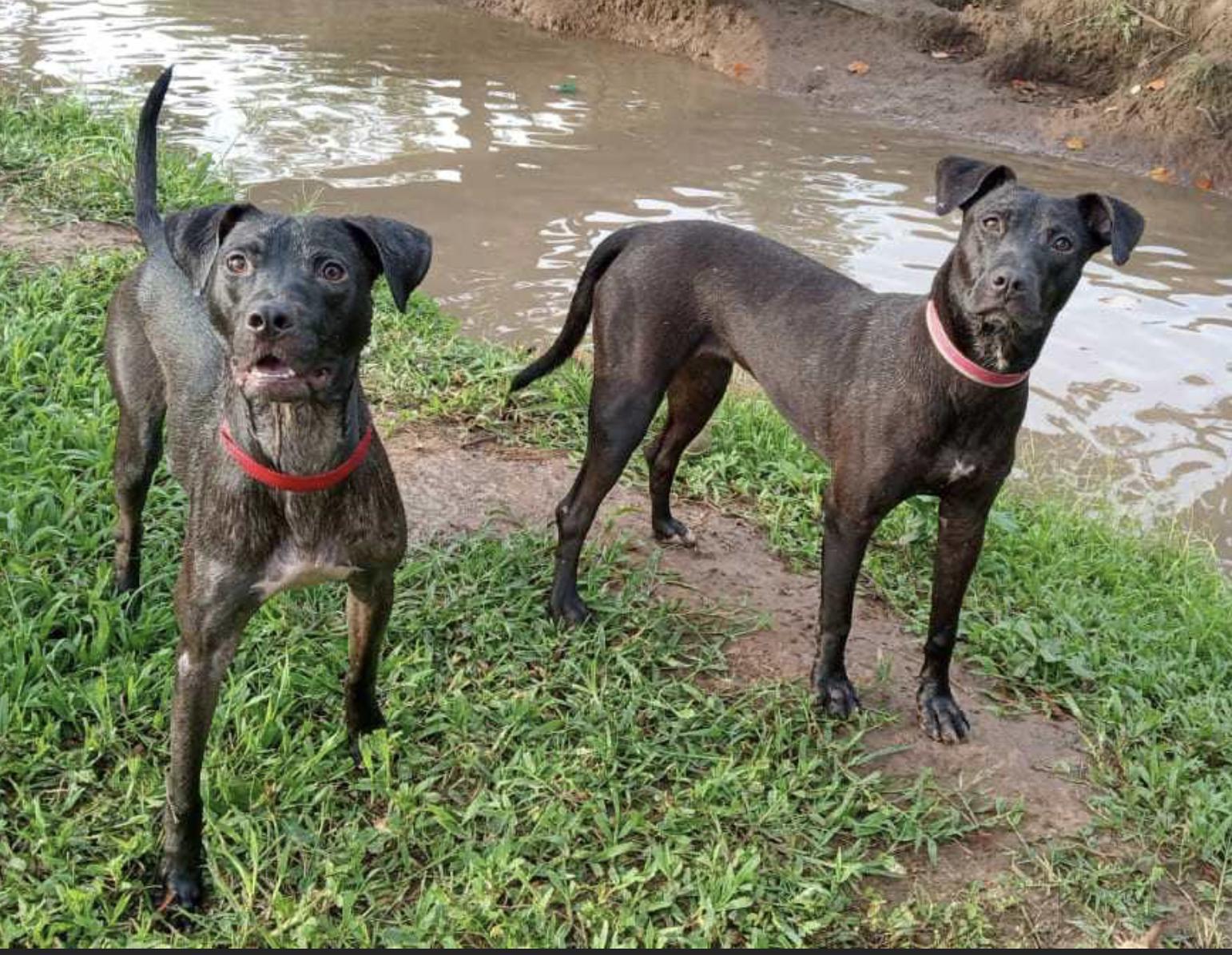 Aaron, a Adoptable mixed breed in EL COLORADO, JAL image 5/6