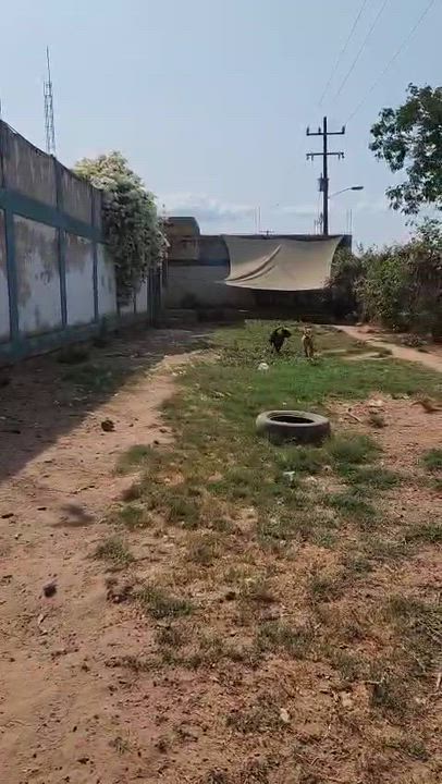 Enlarge Aaron, a Adoptable mixed breed in EL COLORADO, JAL video 6/6