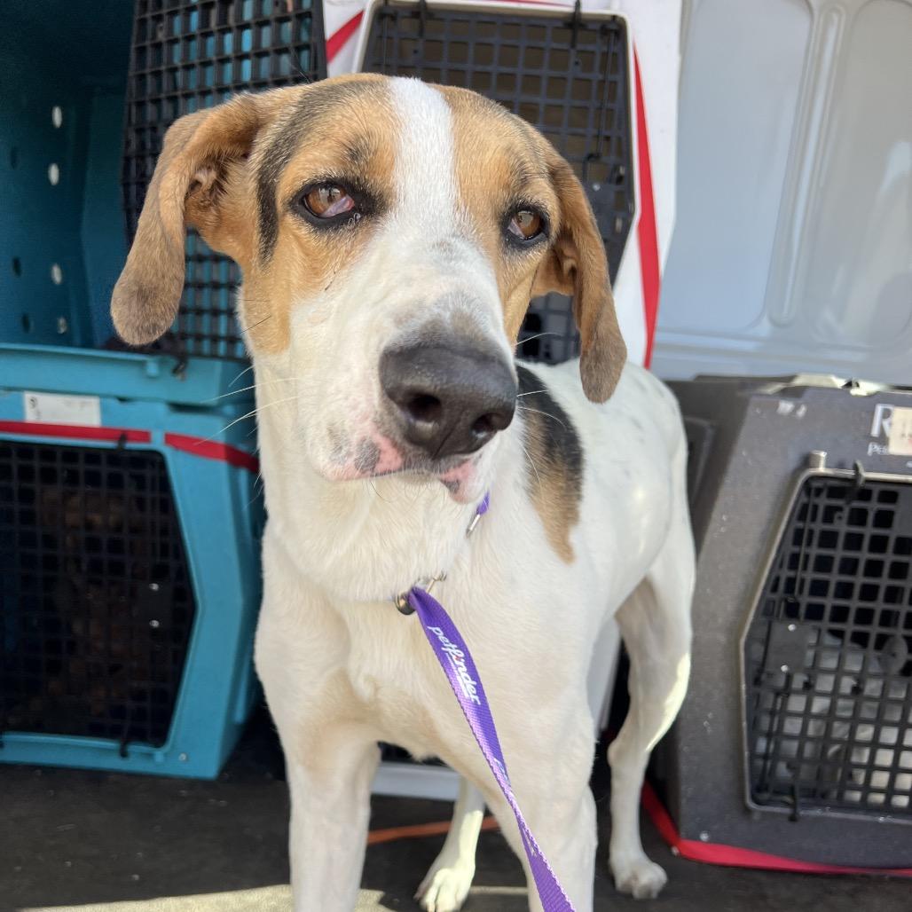 Enlarge Bette Davis, a Adoptable Mixed Breed in Moab, UT image 1/6