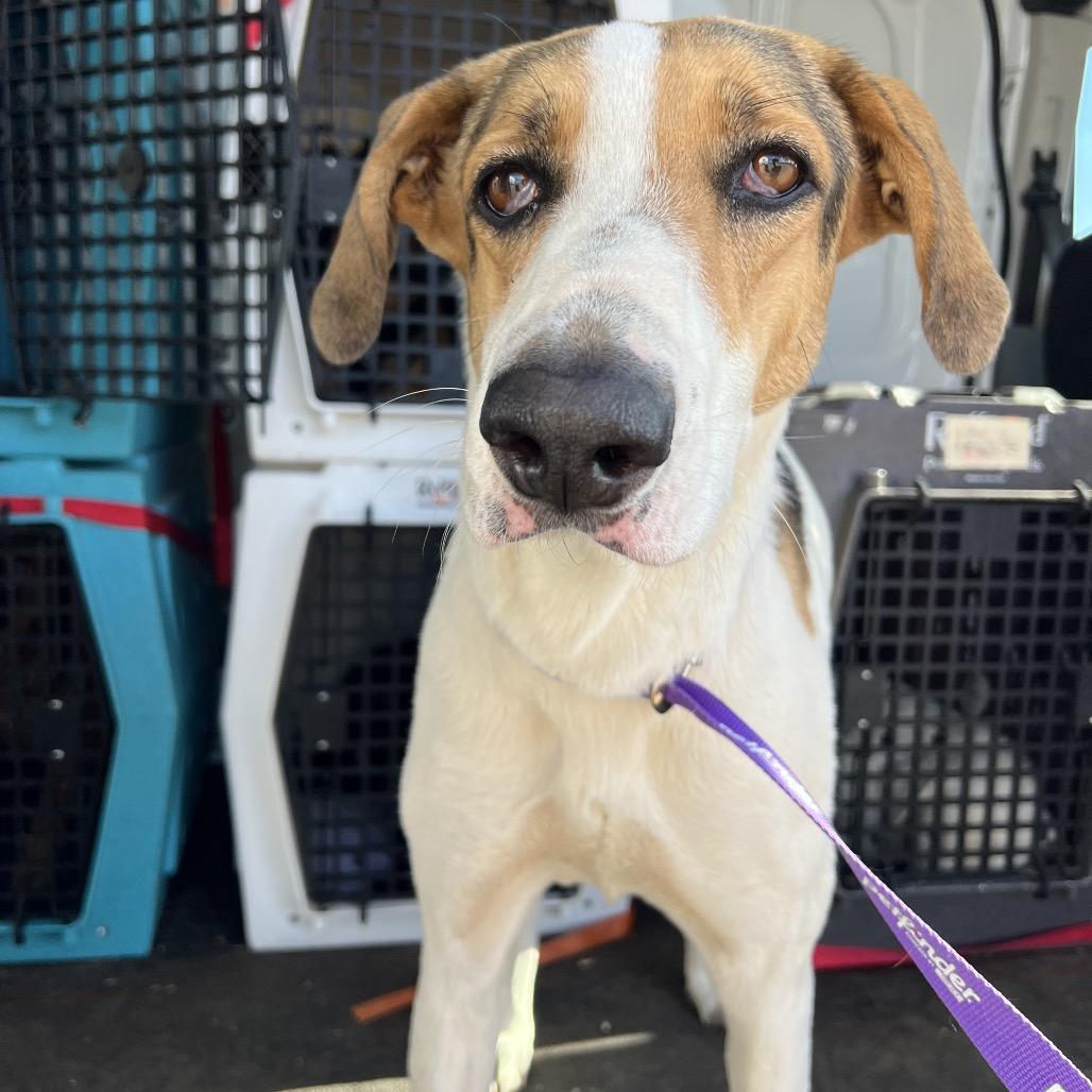 Enlarge Bette Davis, a Adoptable Mixed Breed in Moab, UT image 2/6