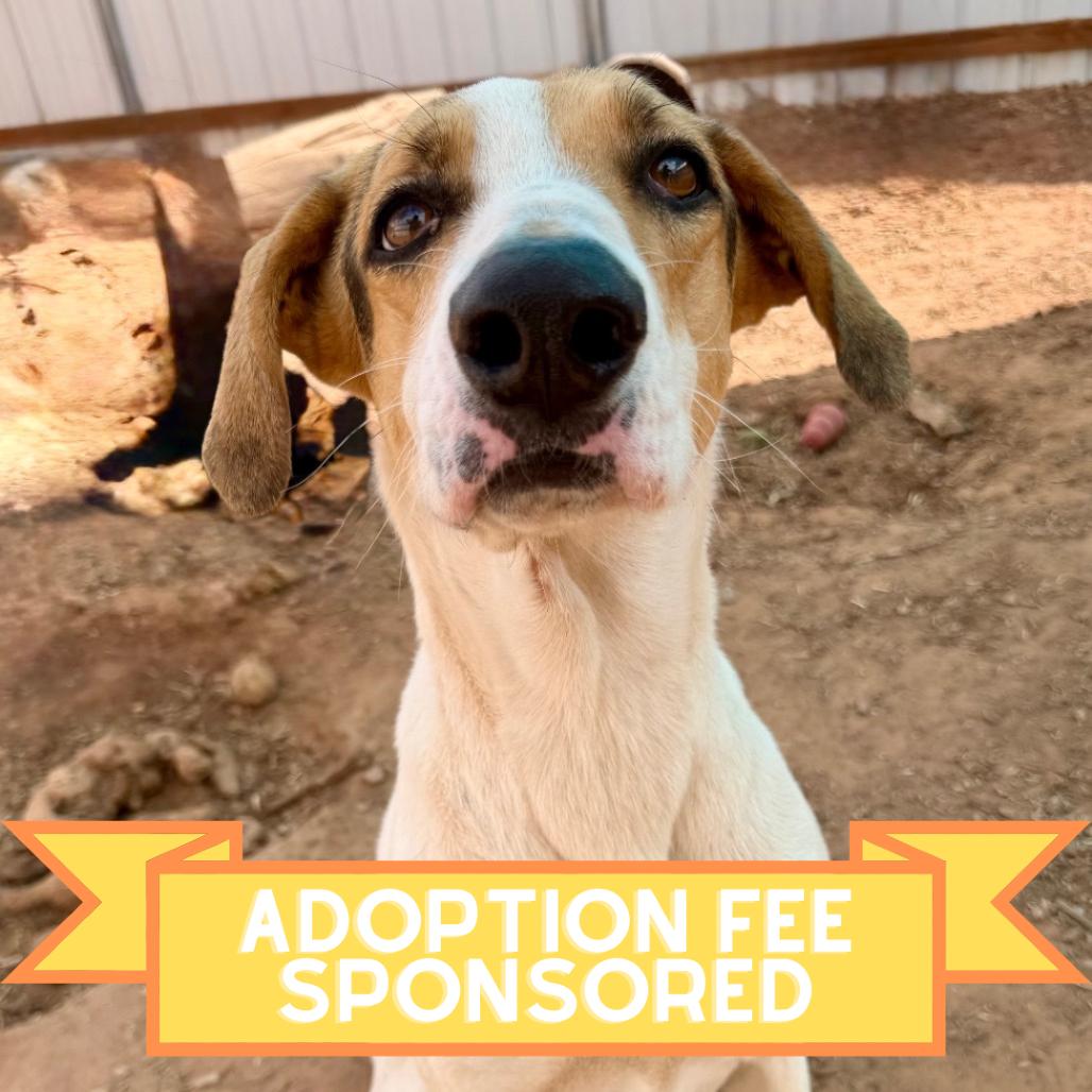 Enlarge Bette Davis, a Adoptable Mixed Breed in Moab, UT image 3/6