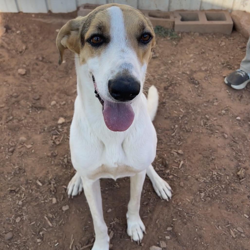 Enlarge Bette Davis, a Adoptable Mixed Breed in Moab, UT image 4/6