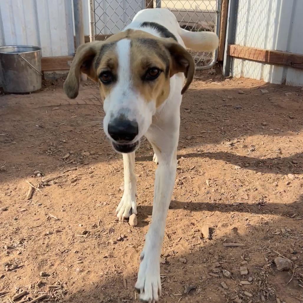 Enlarge Bette Davis, a Adoptable Mixed Breed in Moab, UT image 5/6