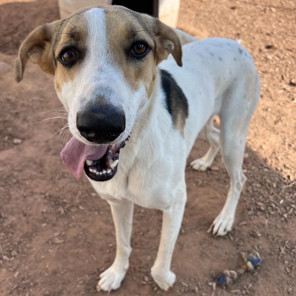 Enlarge Bette Davis, a Adoptable Mixed Breed in Moab, UT image 6/6