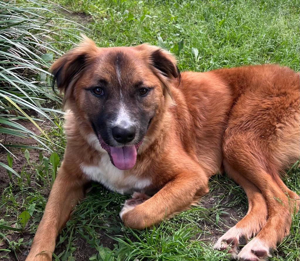 Enlarge Freya, a Adoptable mixed breed in Claremore, OK image 1/3