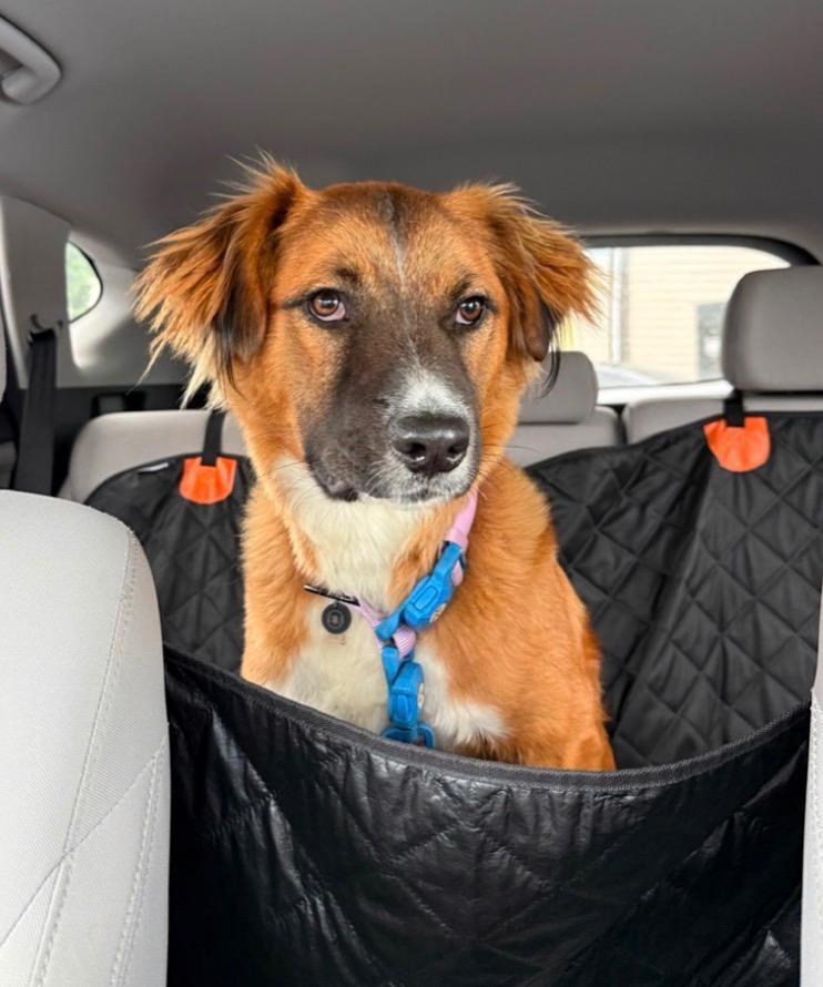 Enlarge Freya, a Adoptable mixed breed in Claremore, OK image 2/3