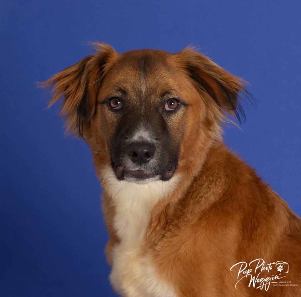 Enlarge Freya, a Adoptable mixed breed in Claremore, OK image 3/3