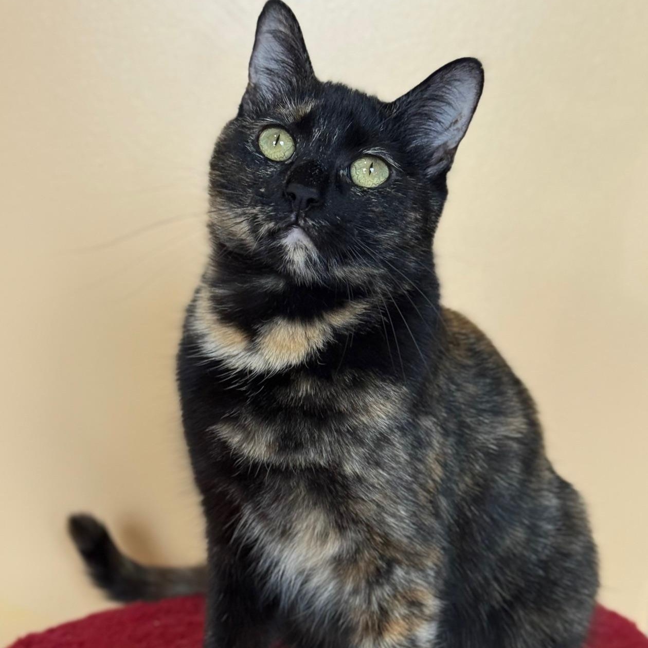 Cardi B, ADOPTABLE, Kitten Female Domestic Short Hair.