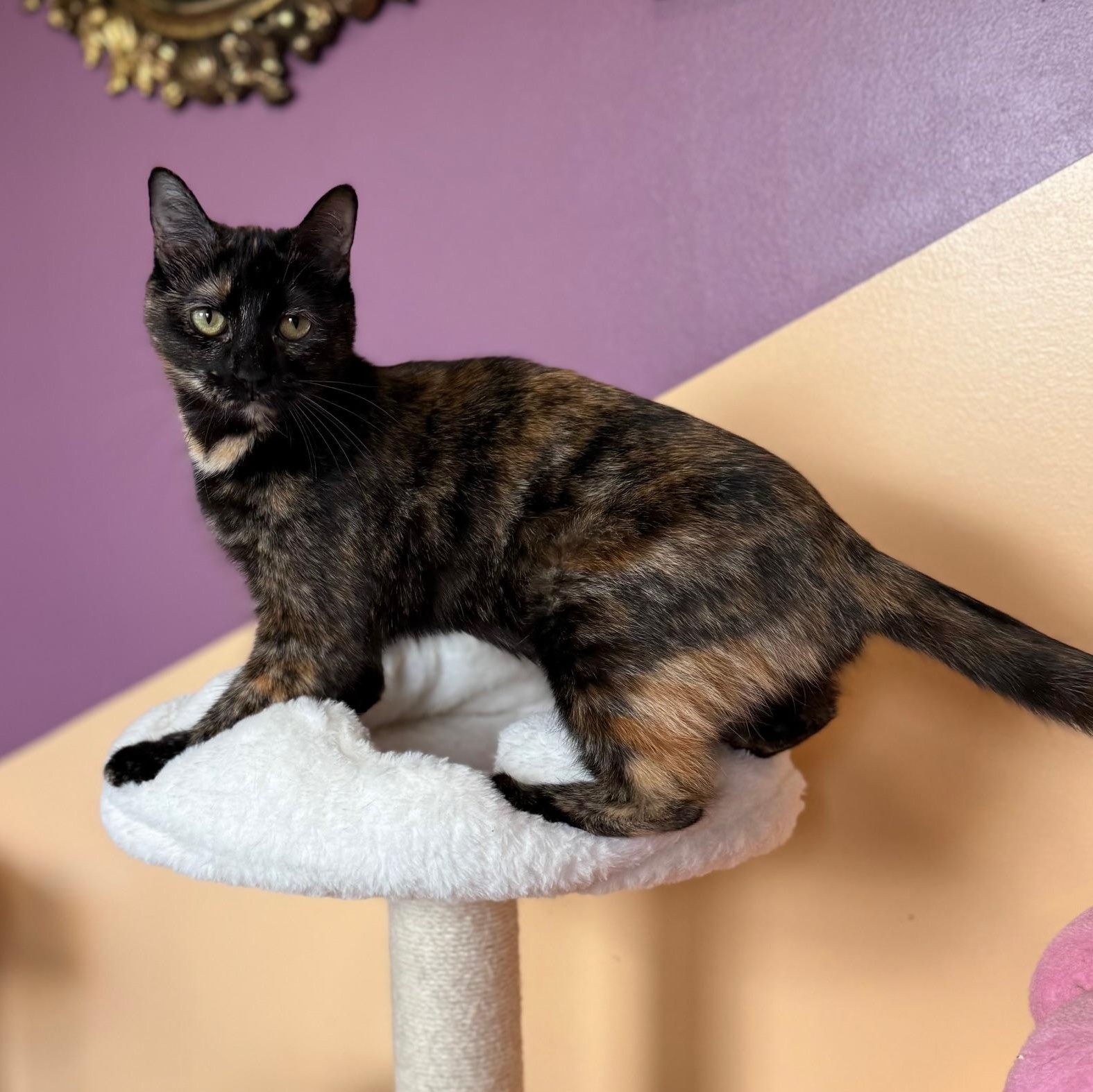 Enlarge Cardi B, a ADOPTABLE Domestic Short Hair in Sweetwater, TN image 4/5