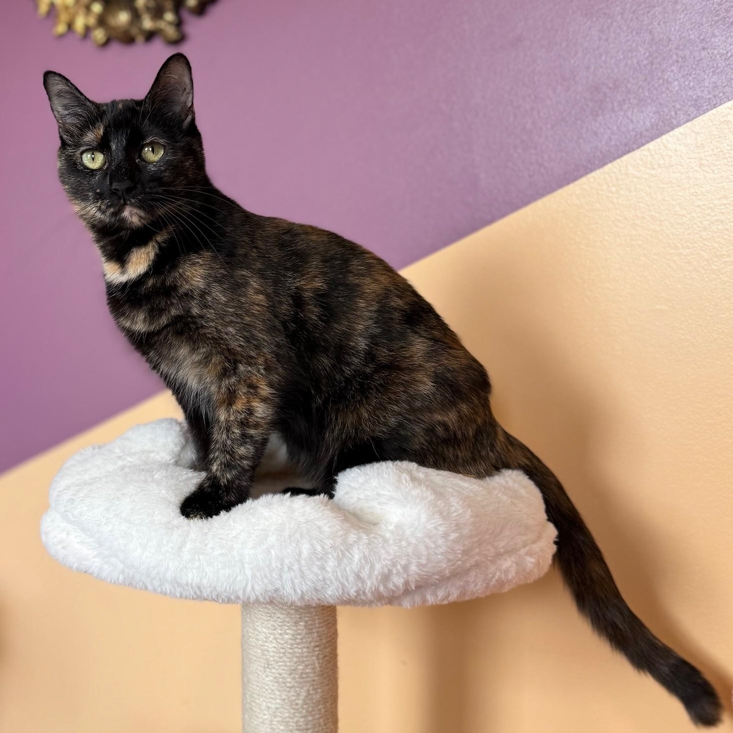Enlarge Cardi B, a ADOPTABLE Domestic Short Hair in Sweetwater, TN image 2/5