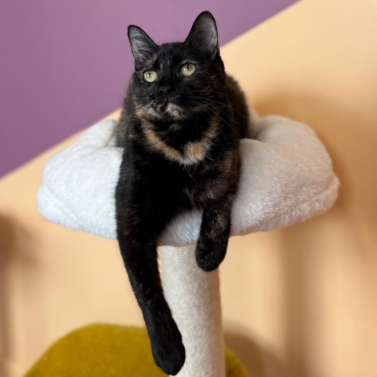 Enlarge Cardi B, a ADOPTABLE Domestic Short Hair in Sweetwater, TN image 3/5