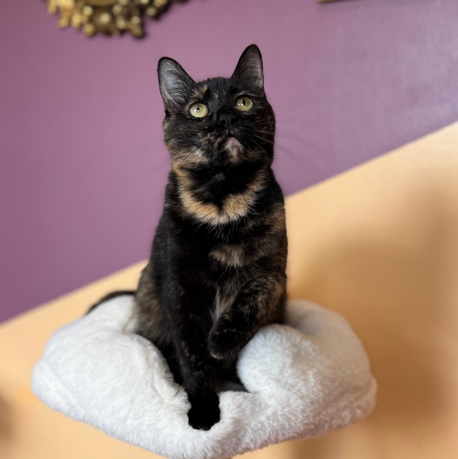 Enlarge Cardi B, a ADOPTABLE Domestic Short Hair in Sweetwater, TN image 5/5