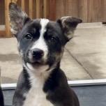 Littlefoot, Adoptable, Puppy Male Cattle Dog & Shepherd.