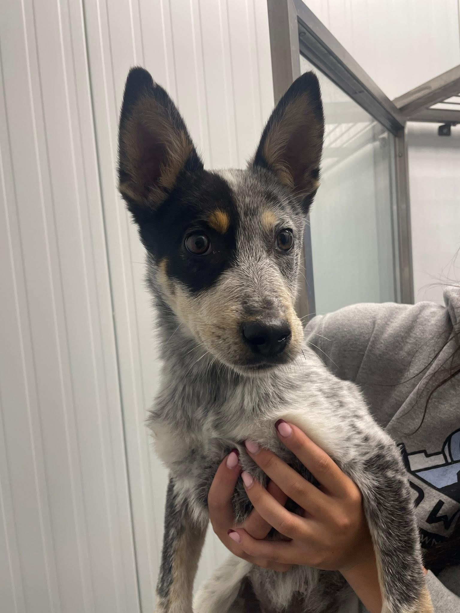 Tex, ADOPTABLE, Puppy Male Australian Cattle Dog / Blue Heeler.