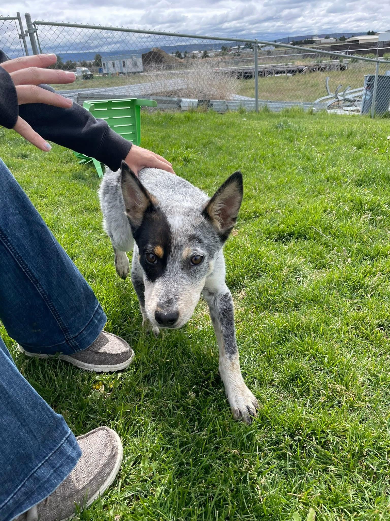 Tex, a ADOPTABLE Australian Cattle Dog / Blue Heeler in Prineville, OR image 4/4