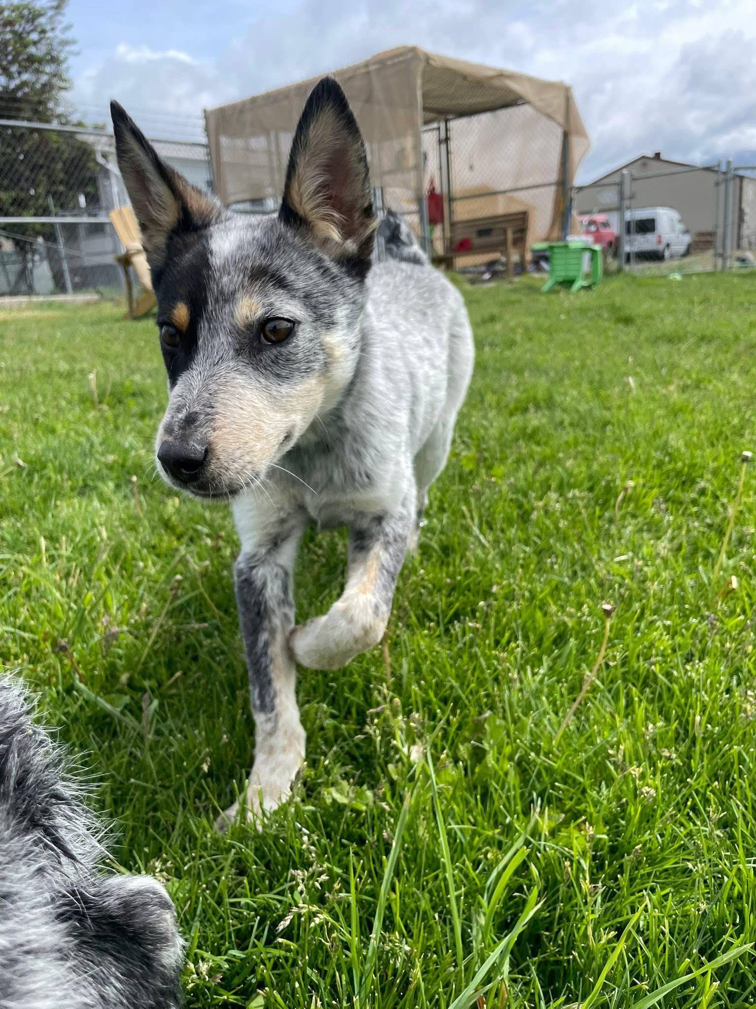Tex, a ADOPTABLE Australian Cattle Dog / Blue Heeler in Prineville, OR image 2/4