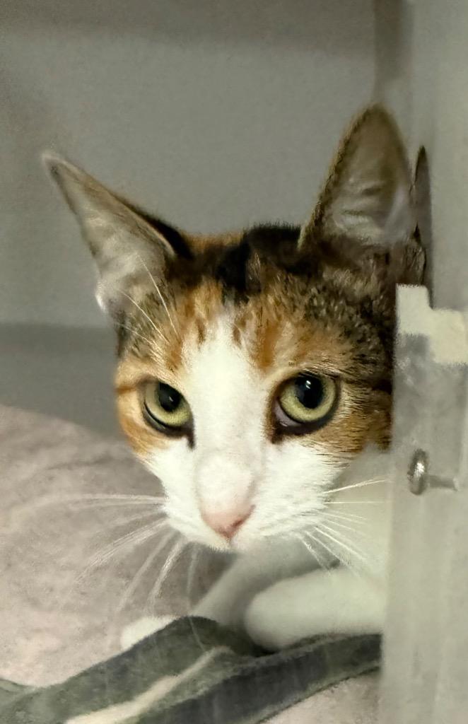 Enlarge Fern, a Adoptable mixed breed in Greencastle, IN image 1/1