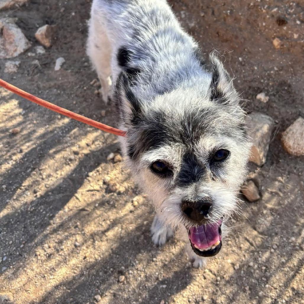 Enlarge Jimmy Choo, a Adoptable Cairn Terrier in Ramona, CA image 2/5